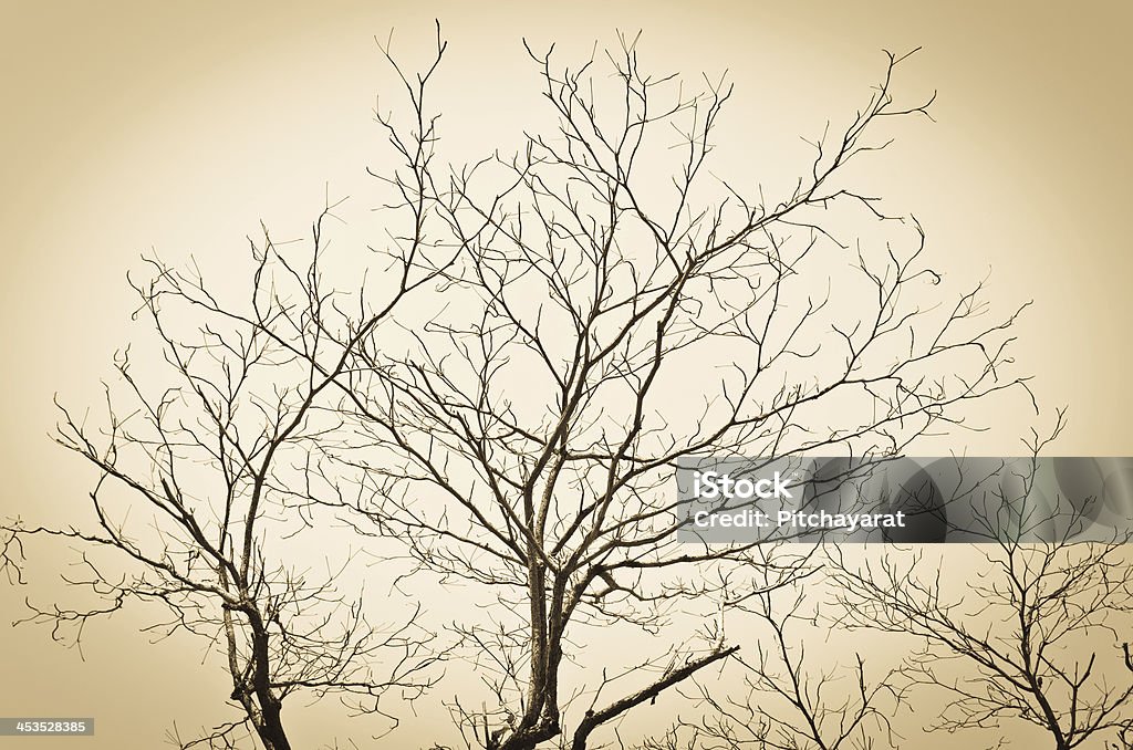 木の枝 - アフリカのロイヤリティフリーストックフォト
