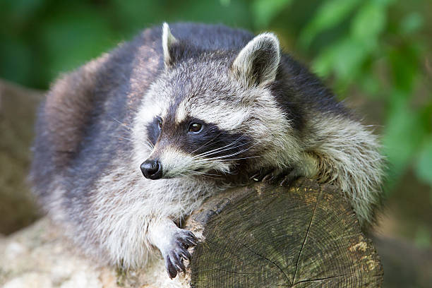 istock Raccoon resting on a log 453528435