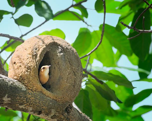 Pantanal Rufous Hornero In Nest stock photo