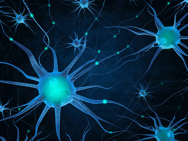 Neurons and neural system stock photo