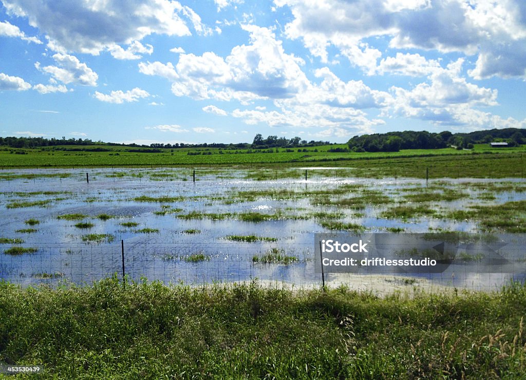 Ilumina vaca pasture - Foto de stock de Inundación libre de derechos