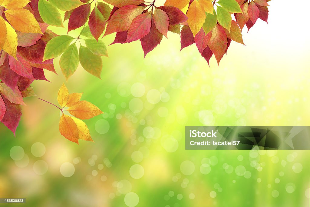 가을 낙엽 - 로열티 프리 0명 스톡 사진