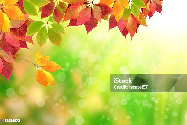 가을 낙엽 0명에 대한 스톡 사진 및 기타 이미지 - 0명, 10월, 9월