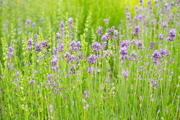 Lavender blossoms in nature