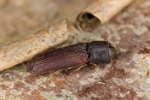 istock Melasis buprestoides, Eucnemidae on hazle wood, macro photo 453531283