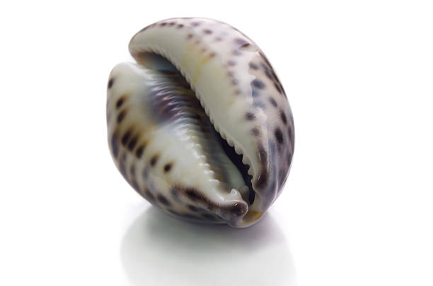shell sur fond blanc - Photo