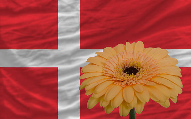istock gerbera flower in front  national flag of denmark 453531659