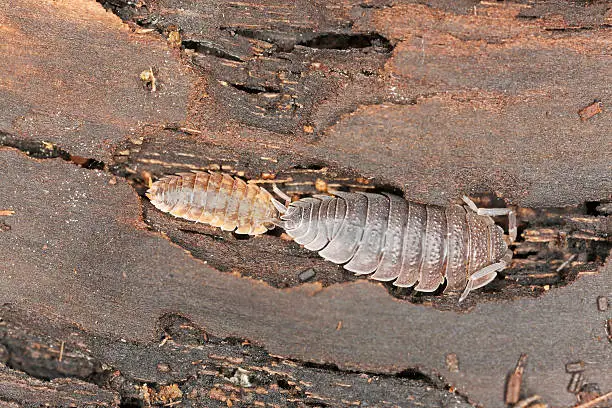 Woodlouses on wood, extreme close-up with high magnification