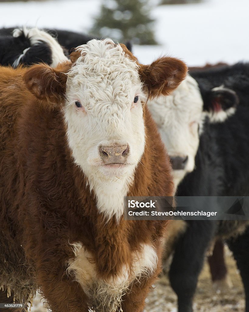 Hereford Beef Cattle Hereford Beef Cattle in a feed lot Agriculture Stock Photo