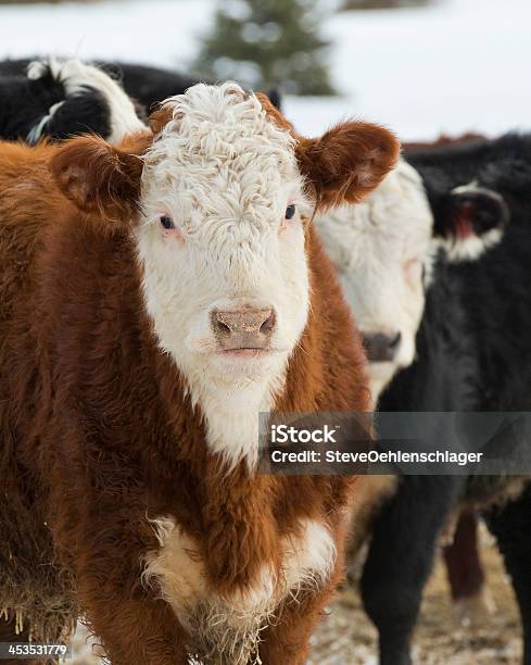 Hereford Beef Cattle Stock Photo - Download Image Now - Agriculture, Beef Cattle, Bull - Animal