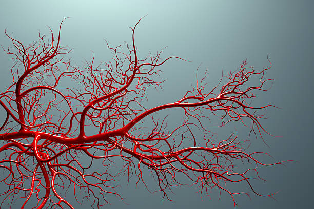 système vasculaire, les veines pleine de sang - capillary photos et images de collection