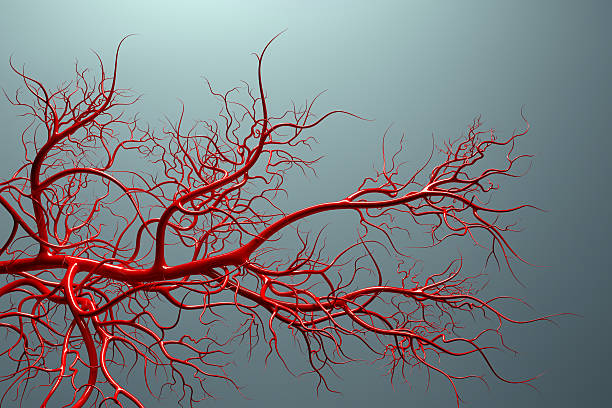 vascular system - veins full of blood royalty free stock image, an artistic medical illustration of the vascular system - high quality 3D render of veins full of blood human vein stock pictures, royalty-free photos & images