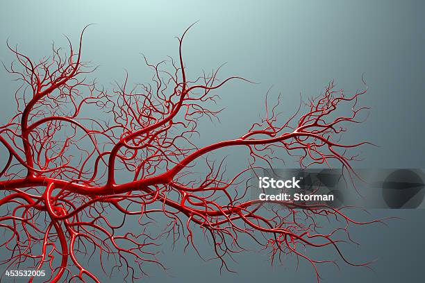 Foto de Sistema Vascular Completo Do Sangue Nas Veias Das e mais fotos de stock de Veia - Veia, Vaso sanguíneo, Sangue