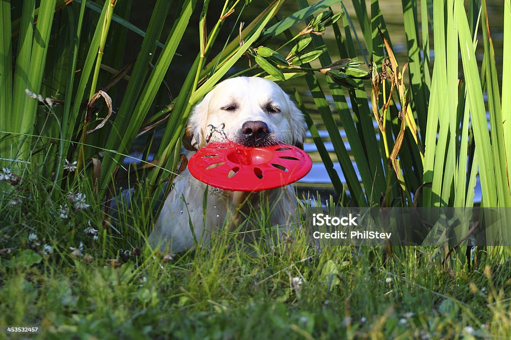 Praca Golden Retriever - Zbiór zdjęć royalty-free (Jezioro)