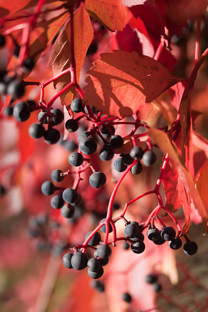 jungfernrebe - berry vine zdjęcia i obrazy z banku zdjęć