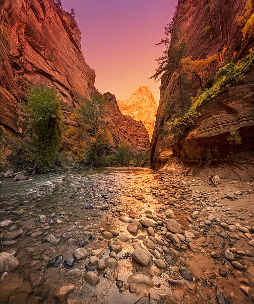 The Narrows, Zion National Park at Sunset Near The Narrows -- the north end of Zion at sunset. Utah. zion river stock pictures, royalty-free photos & images