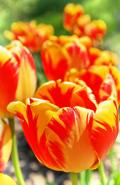 Tulipani - foto stock