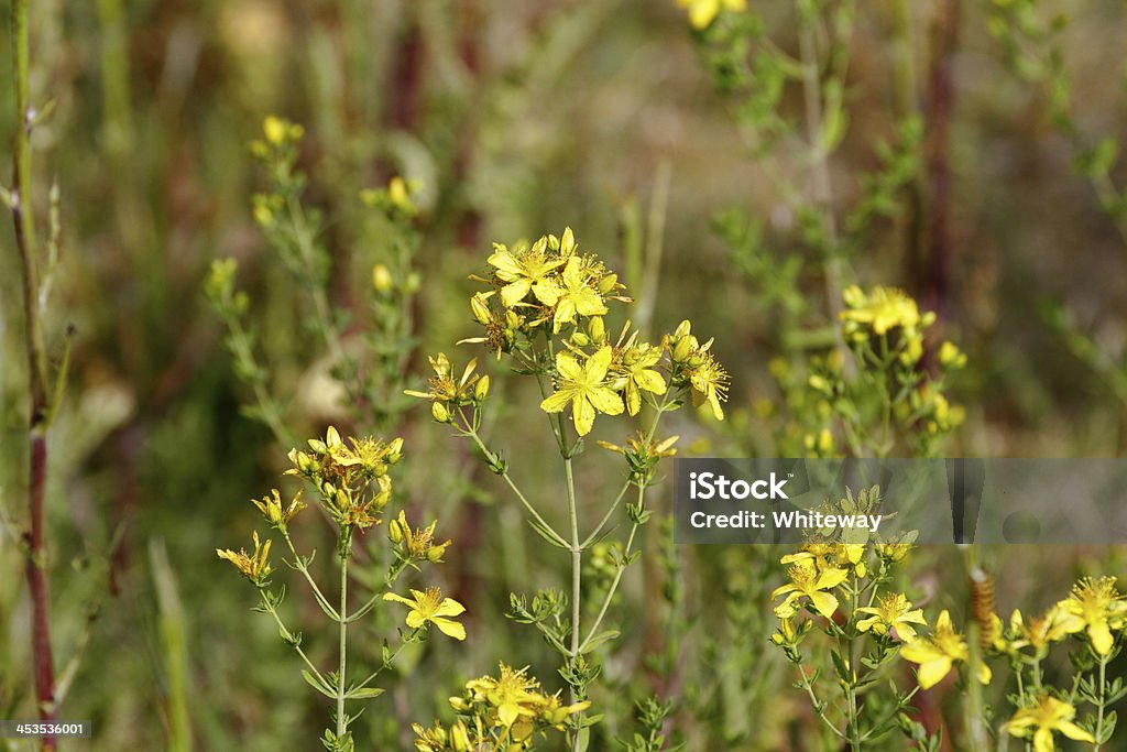 Erva-de-são-joão Hypericum spp em Mitcham frequentes - Royalty-free Amarelo Foto de stock