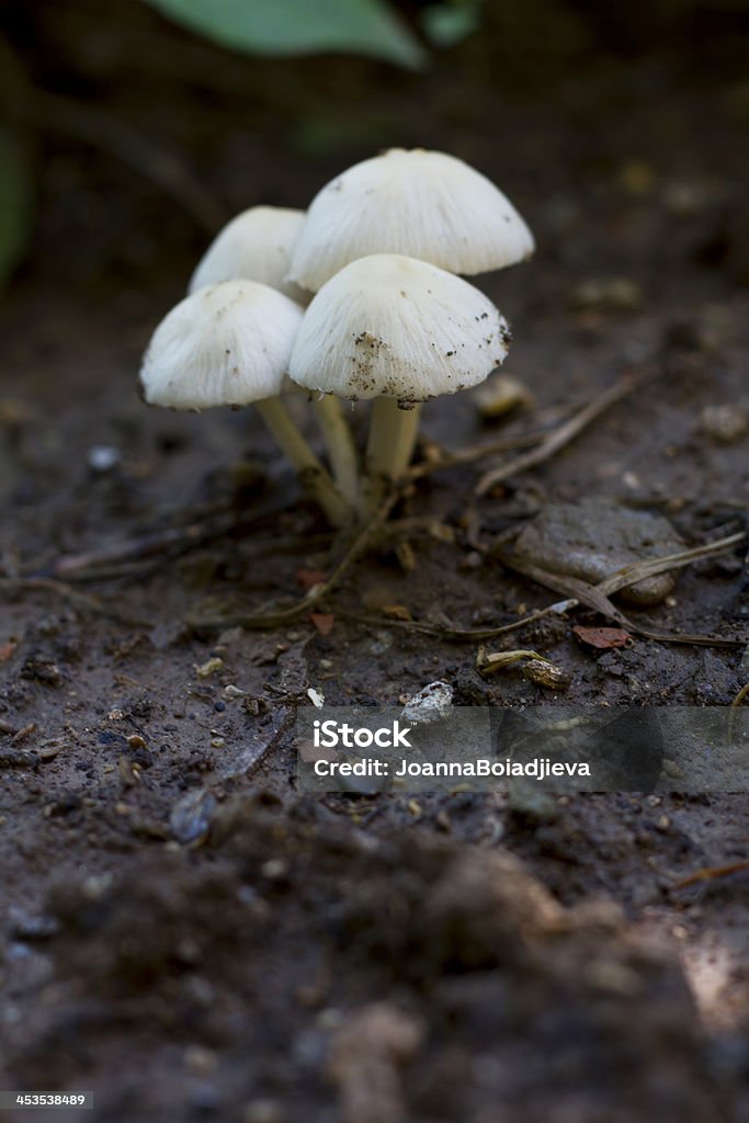 Pequeno de cogumelo - Foto de stock de Boné royalty-free