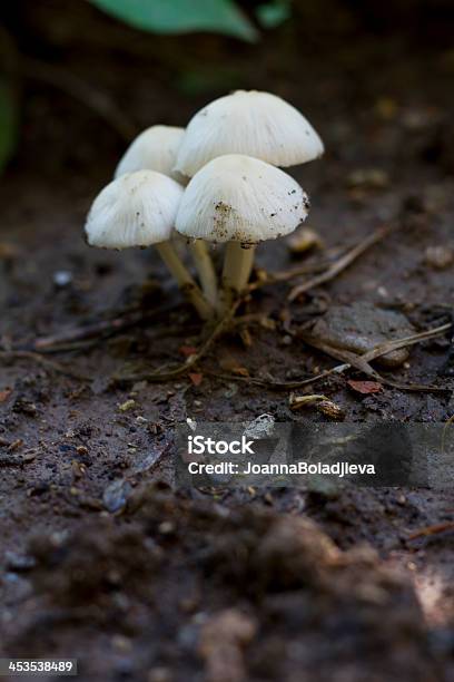 Foto de Pequeno De Cogumelo e mais fotos de stock de Boné - Boné, Cogumelo venenoso, Estação do ano