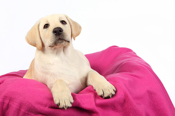 Labrador cachorro sentado en una manta rosa - foto de stock