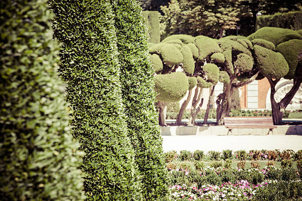 istock Outstanding cypress trees - Retiro Park in Madrid, Spain 453539497