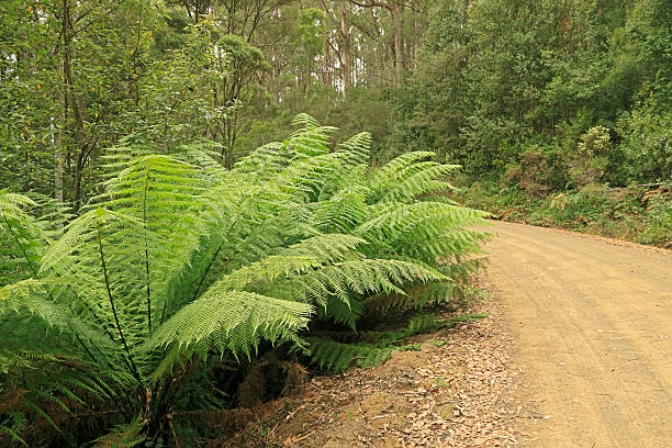 Elegant tree ferns and dense forest along remote island road.  The sandy-coloured road breaks up the many shades of green.  Horizontal, copy space.