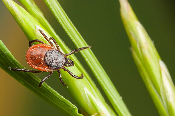 Closeup of tick on a plant straw stock photo