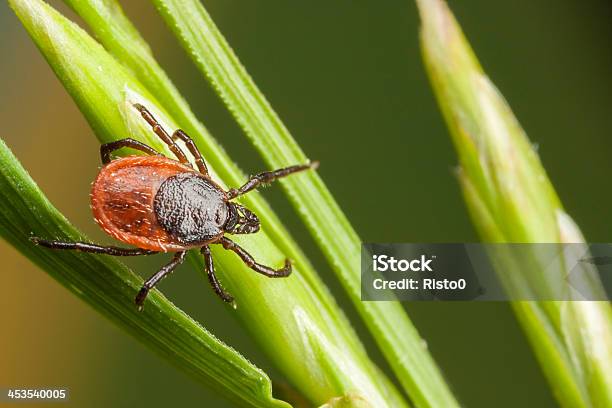Closeup Of Tick On A Plant Straw Stock Photo - Download Image Now - Tick - Animal, Insect, Close-up