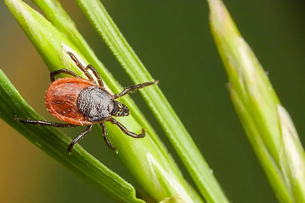 Closeup of a tick on a plant straw
