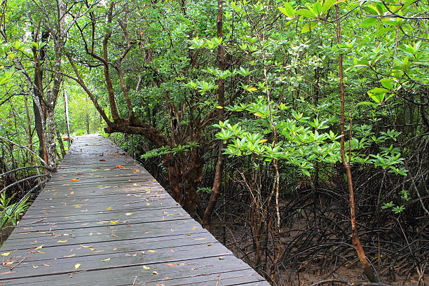 istock Wood path way among the Mangrove forest, Thailand 453540089