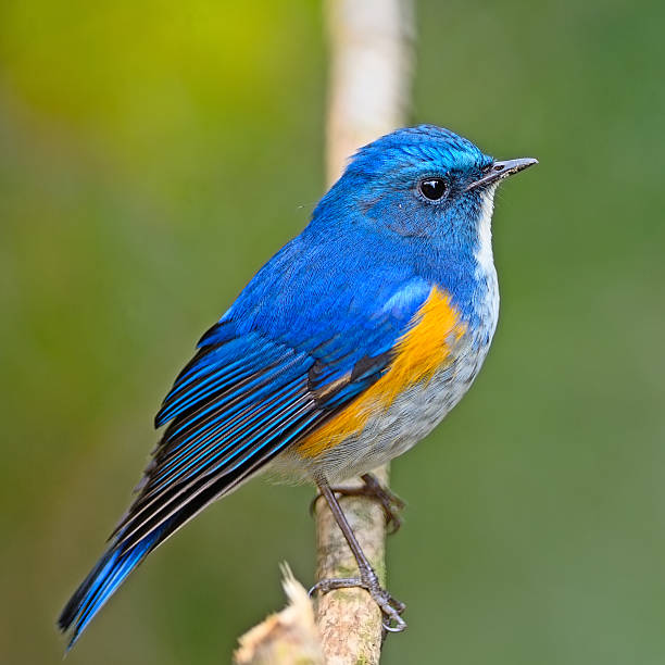 260+ Himalayan Bluetail Stock Photos, Pictures & Royalty-Free Images -  iStock