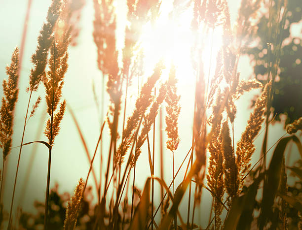 istock Morning in the field 453540167