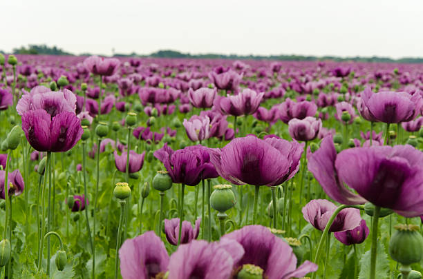 Purple poppy – Foto