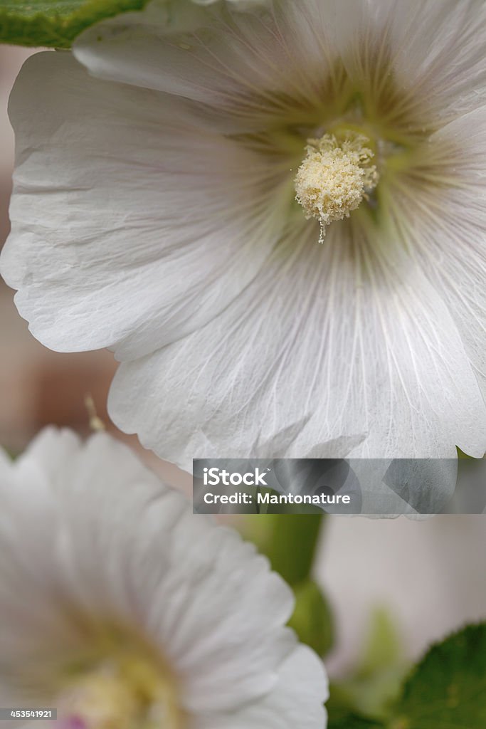 Hollyhock (Alcea rosea) - Foto de stock de Amarelo royalty-free