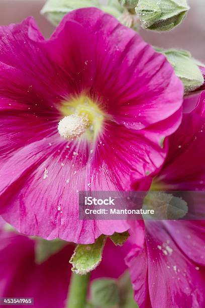 Alcea Foto de stock y más banco de imágenes de Aire libre - Aire libre, Alcea, Amarillo - Color