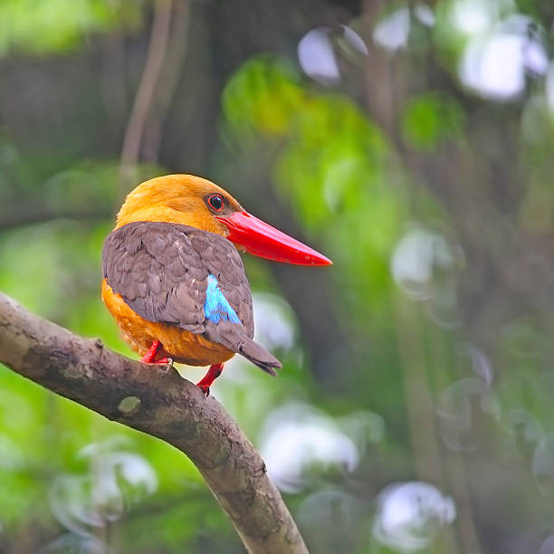 istock female Brown-winged Kingfisher 453542297