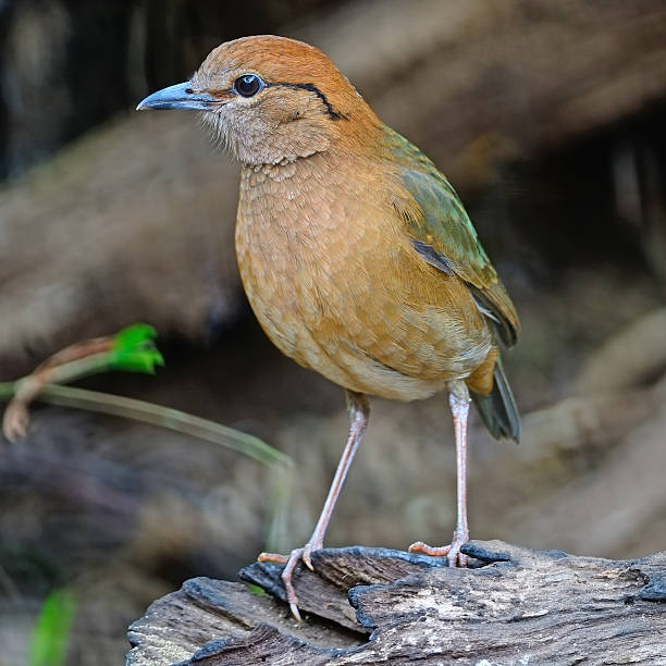 istock male Rusty-naped Pitta 453542391