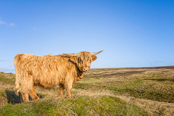 スコットランドハイランド牛、ノースヨークムーアズ、ヨークシャー、英国ます。 - highland cattle england cow north ストックフォトと画像