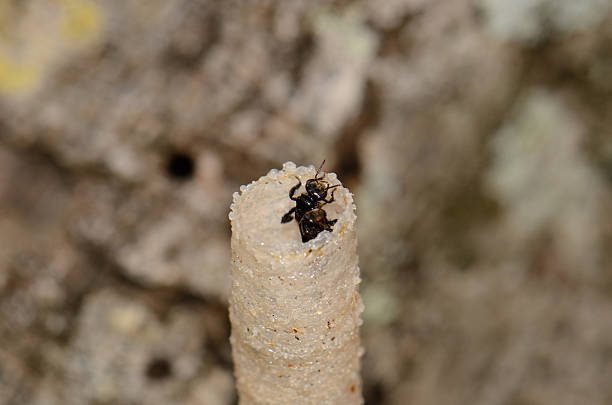 stingless пчела (trigona pagdeni) - stingless стоковые фото и изображения