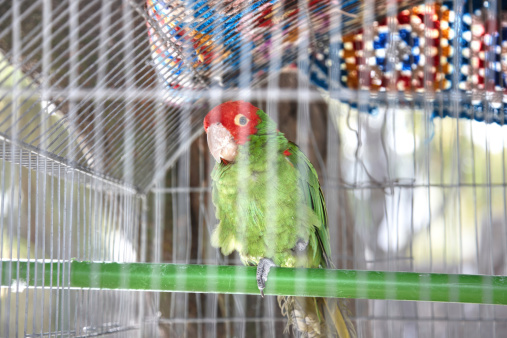 Green parakeet in a birdcage