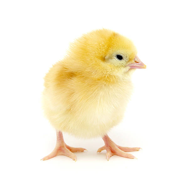 鶏 - baby chicken 写真 ストックフォトと画像