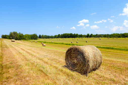 American countrysidelandscape with bundles of hay