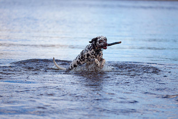 Dalmatians playing in the water