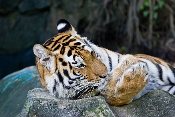 istock red adult tiger has  rest in  zoo. 453544781
