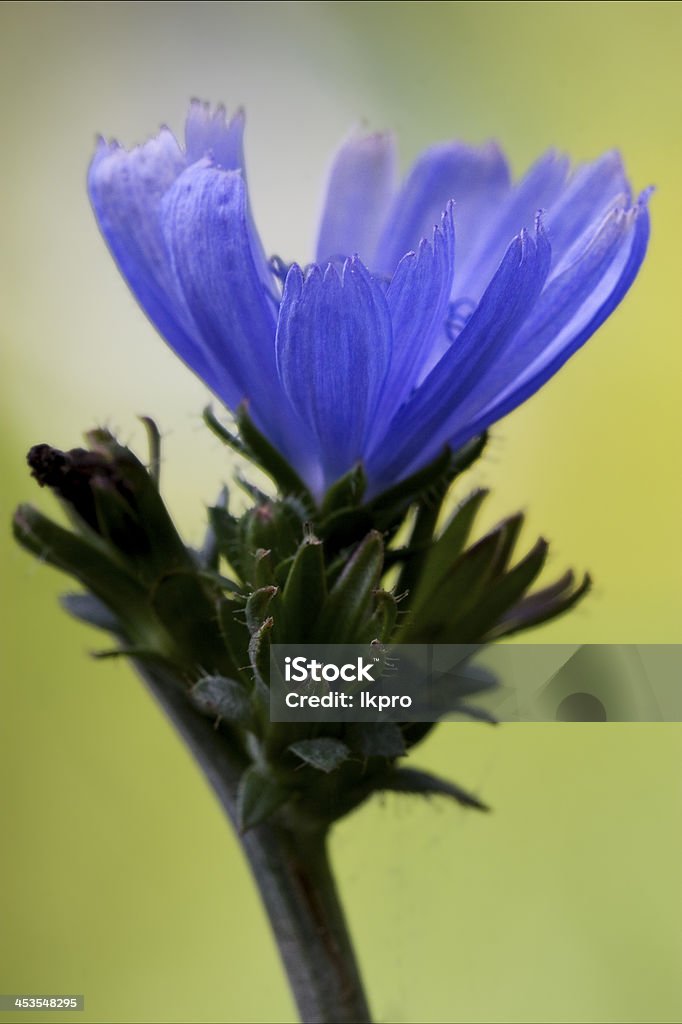 close up  blue composite  cichorium intybus close up of a blue composite  cichorium intybus pumilium flower April Stock Photo