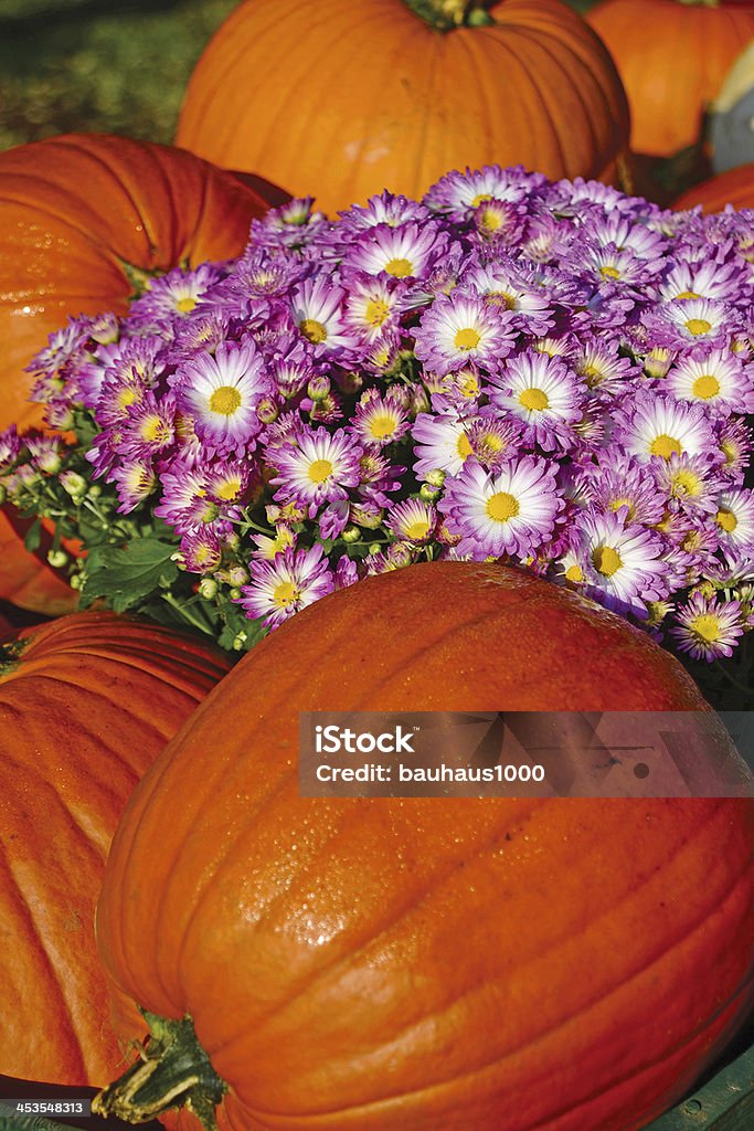 Pumpkins e Crisantemo - Foto stock royalty-free di Viola - Colore