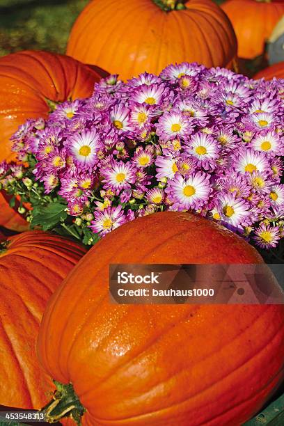 Pumpkins E Crisantemo - Fotografie stock e altre immagini di Viola - Colore - Viola - Colore, Zucca, Ambientazione esterna