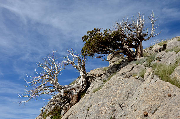 antica albero di pino aristata e nubi tempestose - bristlecone pine tree pine tree death foto e immagini stock