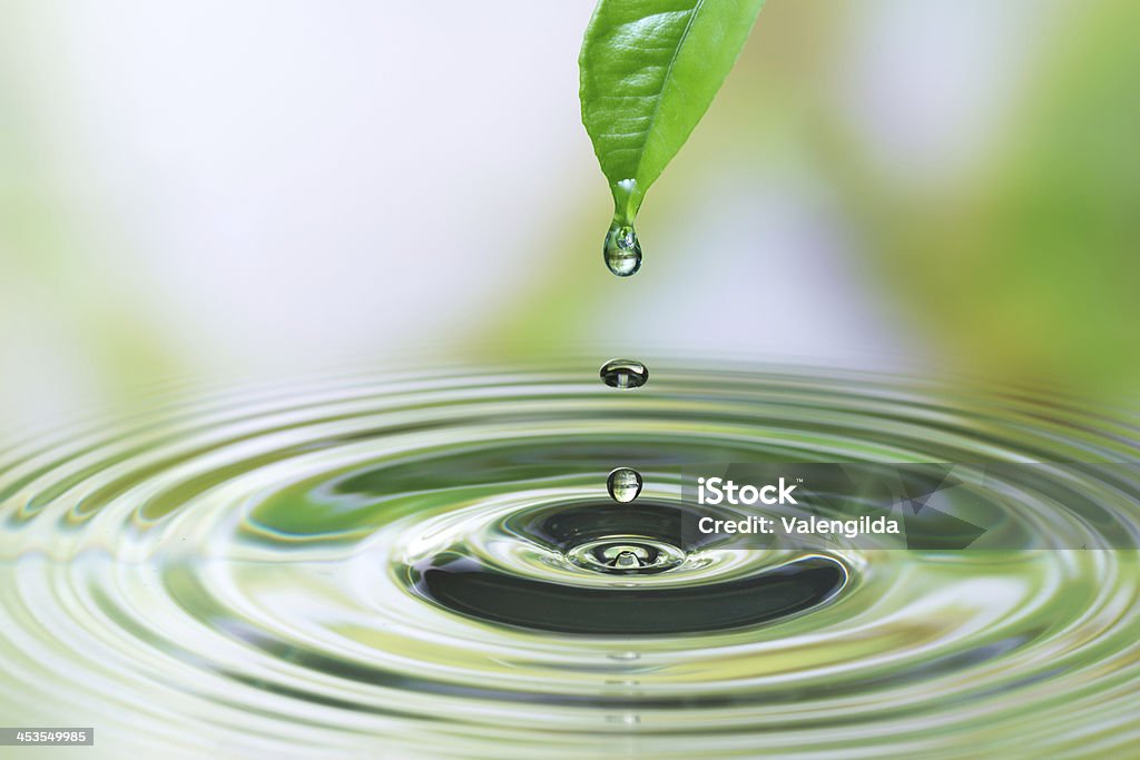 Water drop on leaf Water drop on green leaf Water Stock Photo